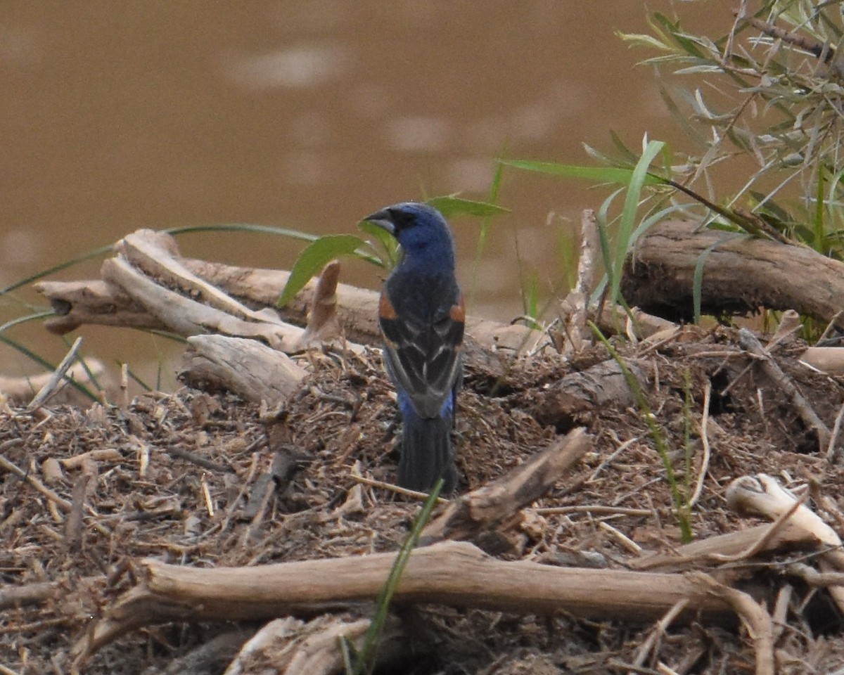 Blue Grosbeak - ML466885141