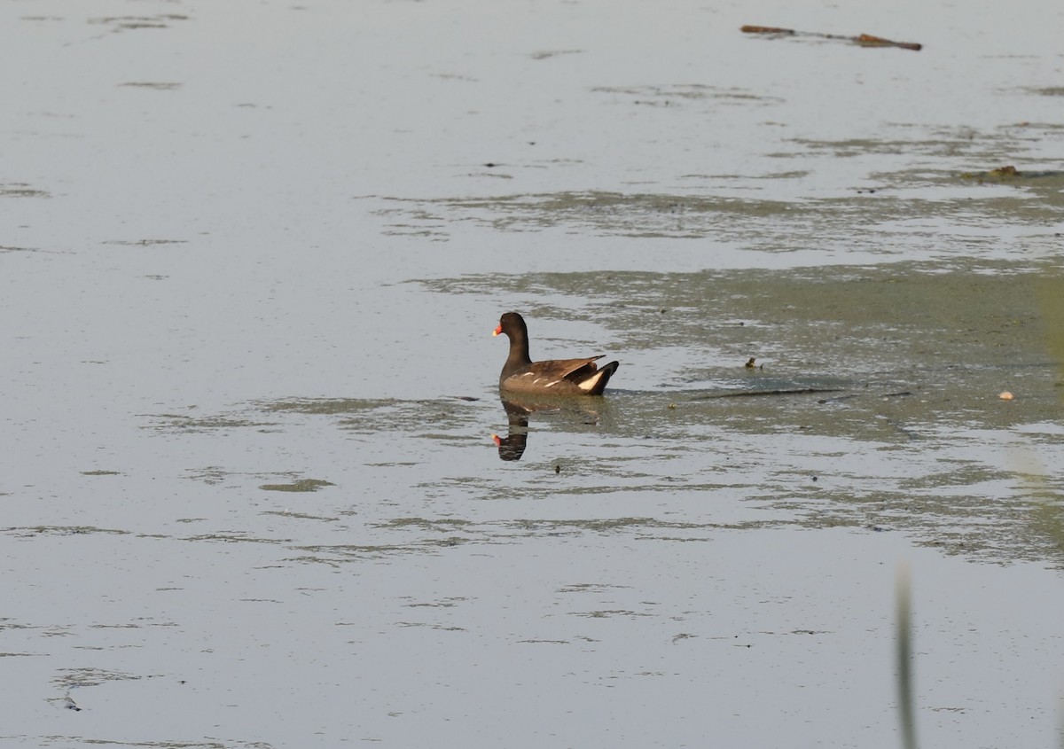 Common Gallinule - Cole Wolf