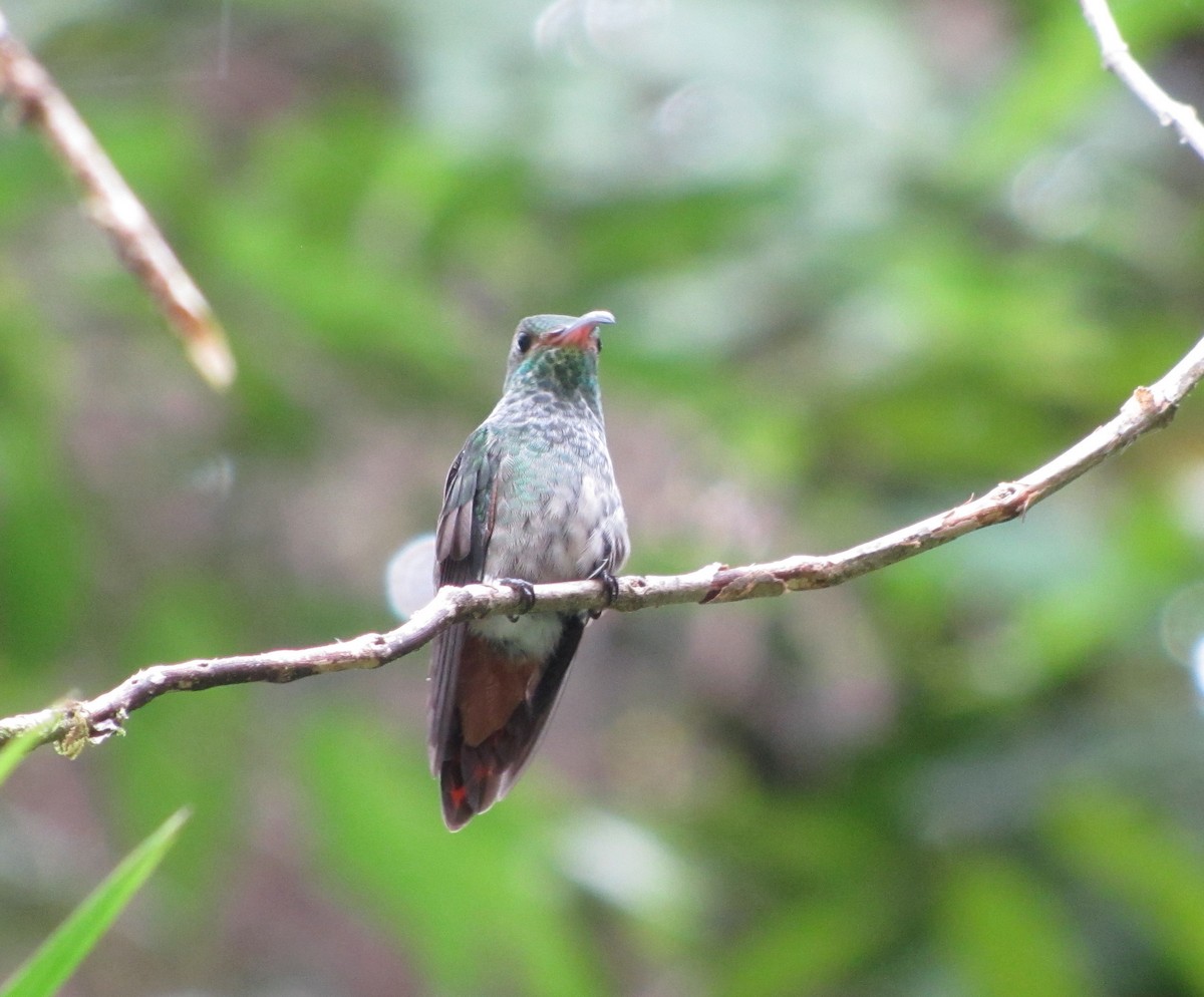 Scaly-breasted Hummingbird - Rohan van Twest