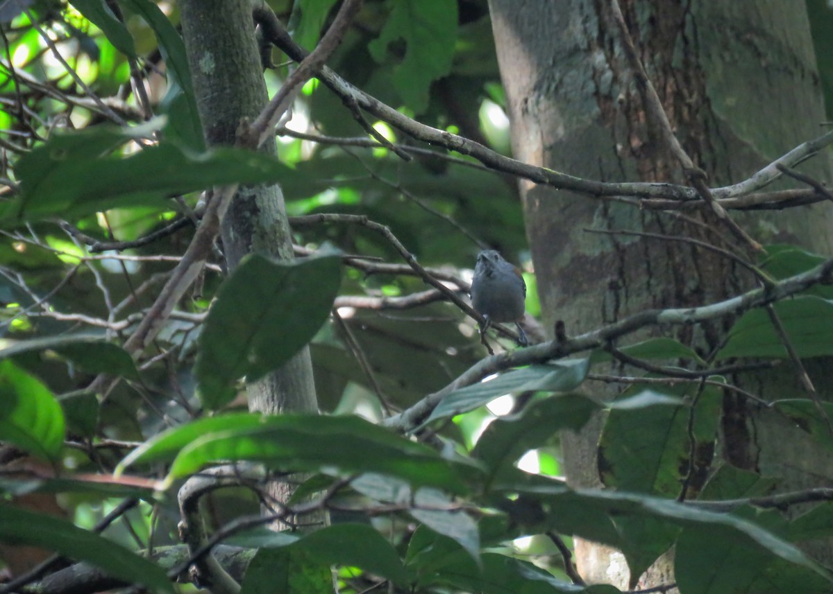 Napoameisenschlüpfer (pyrrhonota) - ML466888261