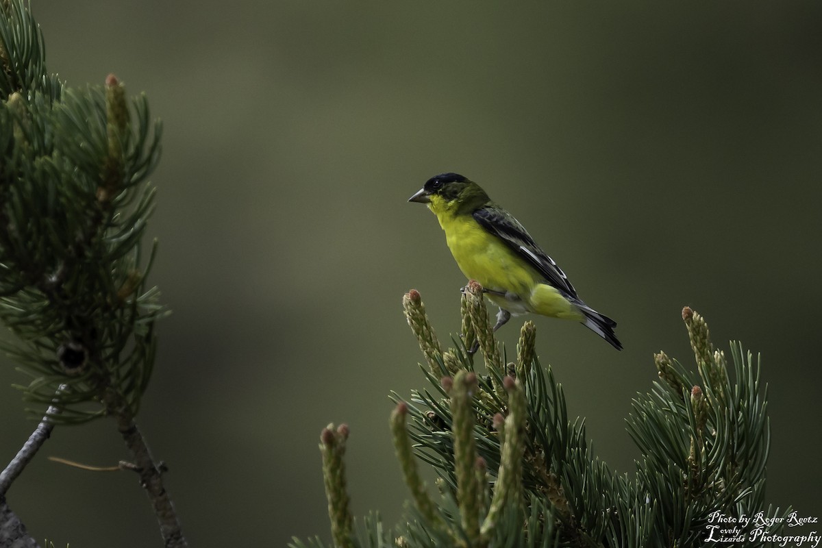 Lesser Goldfinch - ML466890731