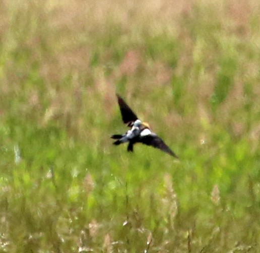 bobolink americký - ML466892571