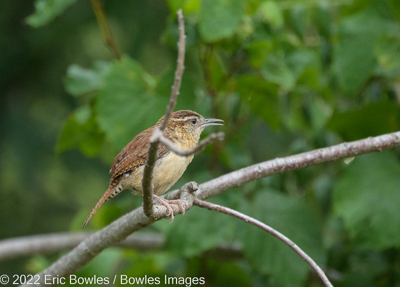 Carolina Wren - ML466892941