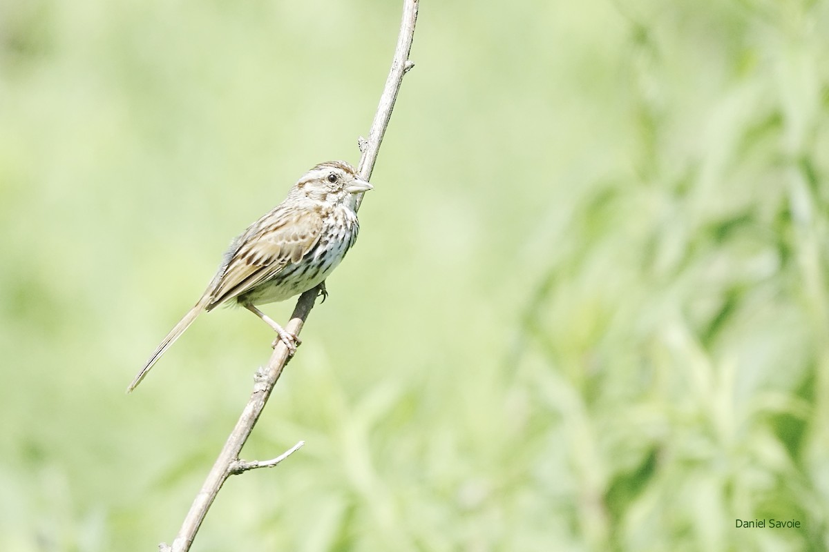 Song Sparrow - ML466894521
