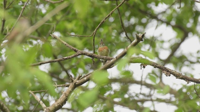 Belted Flycatcher - ML466897021