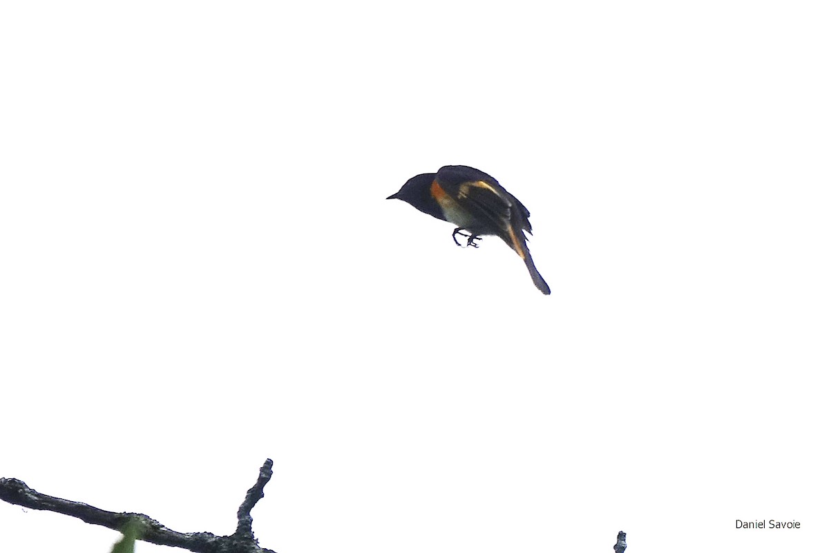 American Redstart - Daniel Savoie