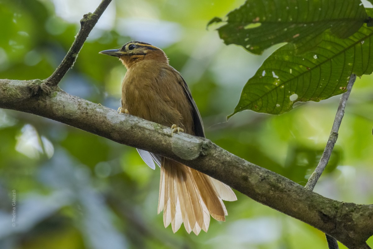 Black-capped Foliage-gleaner - Thelma Gátuzzô