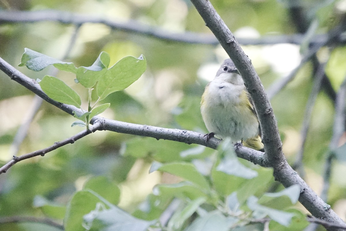 American Redstart - ML466897591