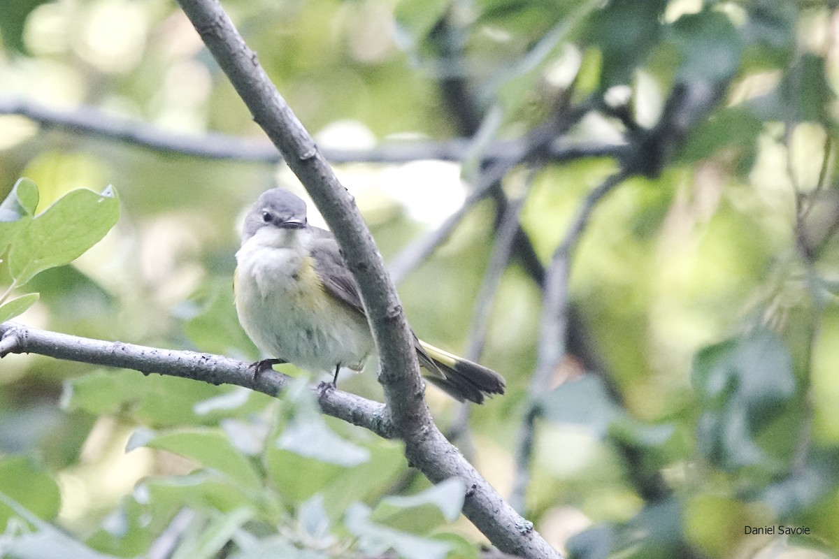 American Redstart - ML466897601