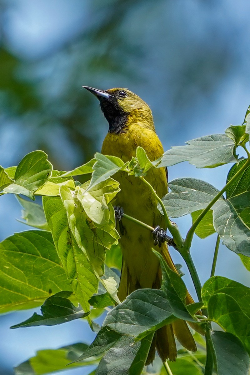 Orchard Oriole - ML466899121
