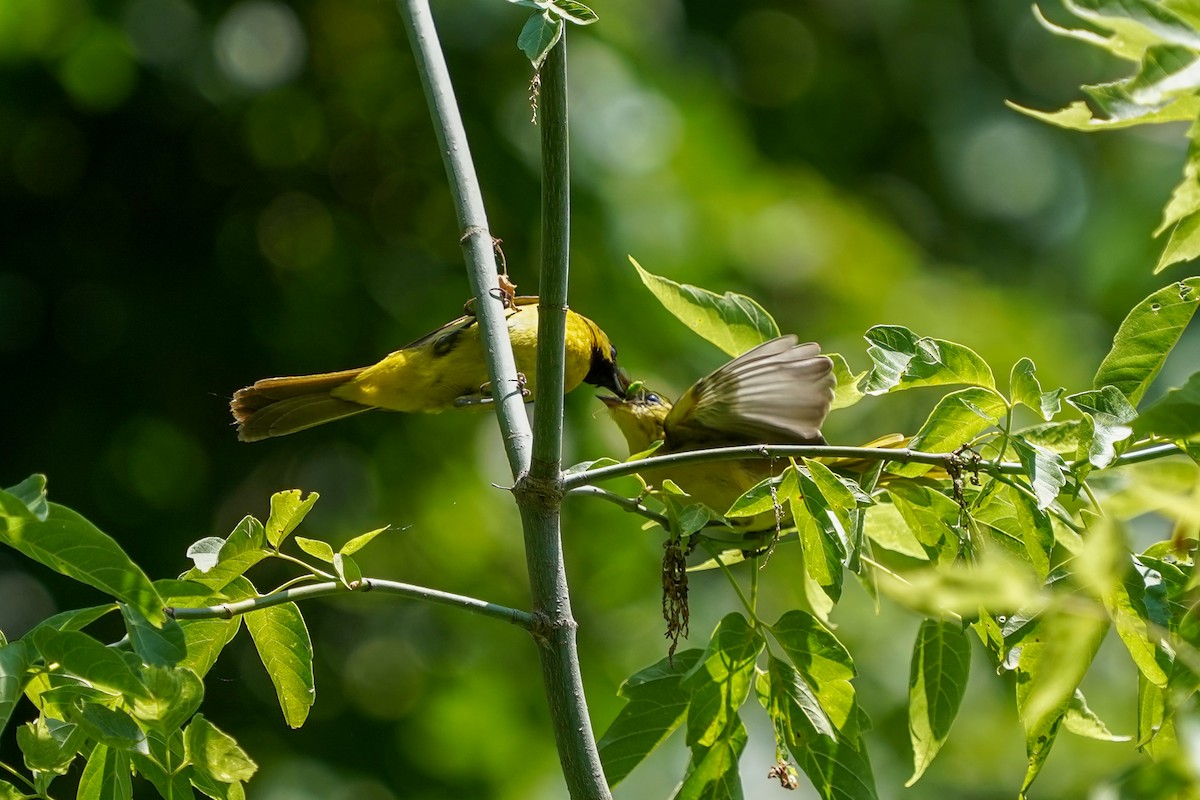 Orchard Oriole - ML466899131