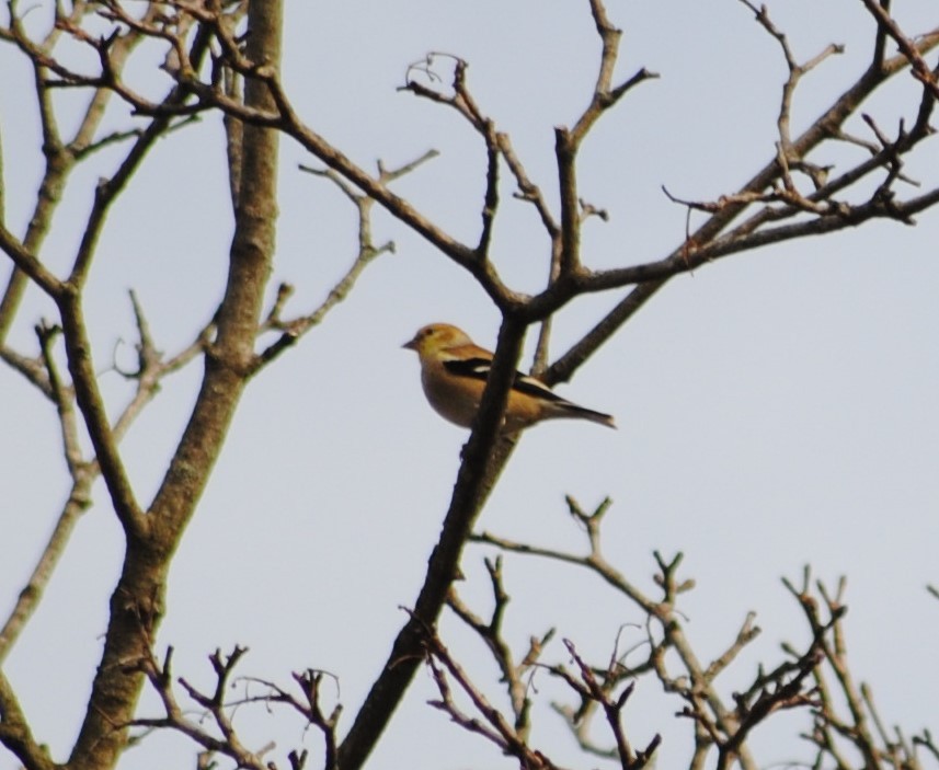 American Goldfinch - ML46689921