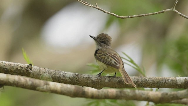 Flammulated Flycatcher - ML466899431