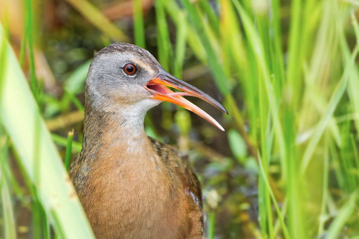 Virginia Rail - ML466899571