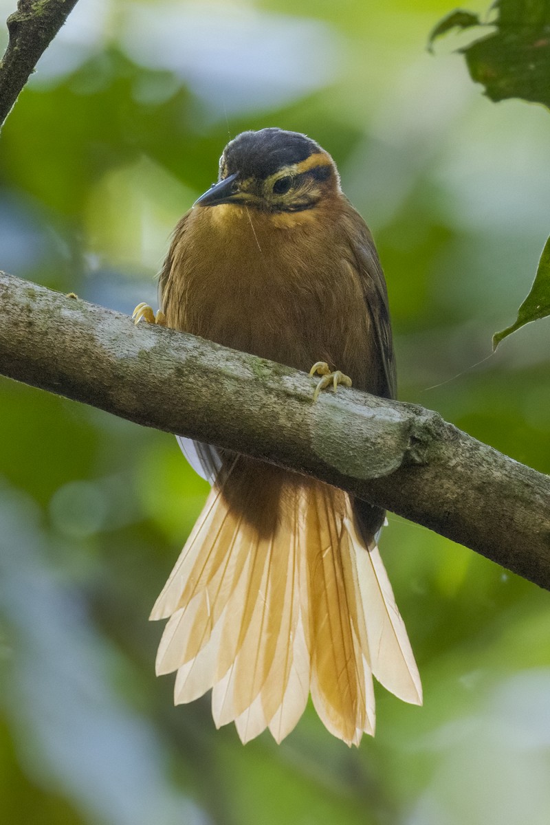 Black-capped Foliage-gleaner - ML466900381