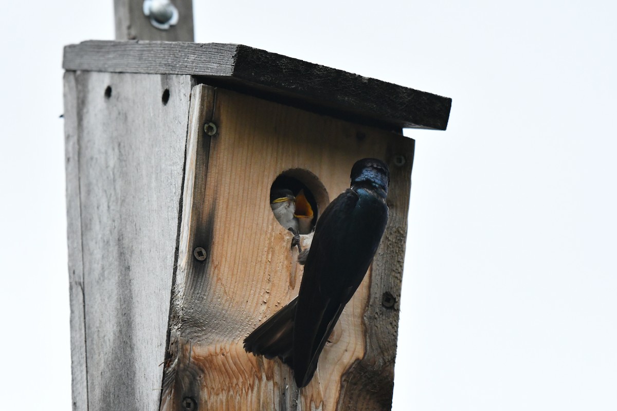 Tree Swallow - ML466901411