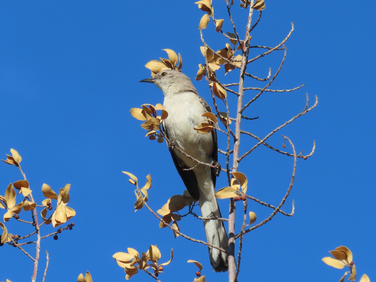 Northern Mockingbird - ML466903071