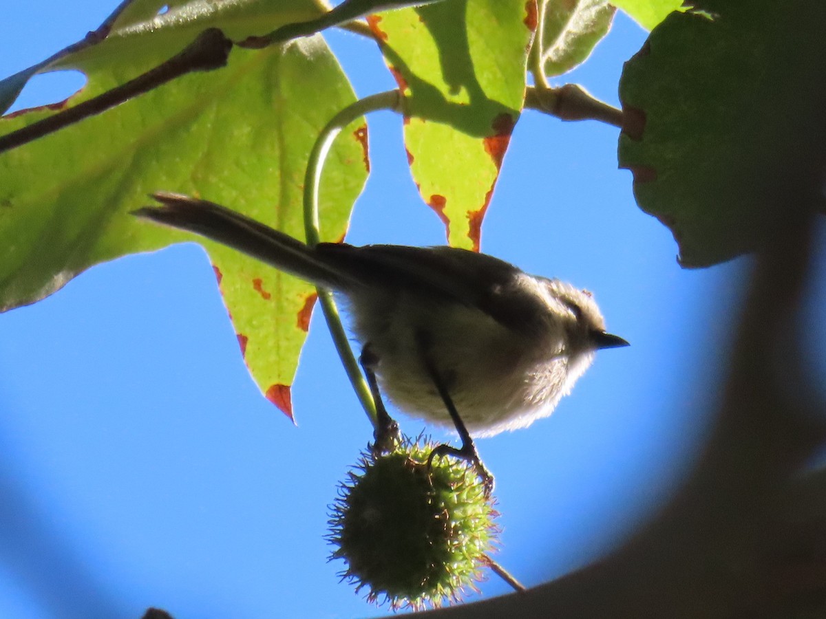Bushtit - ML466903101