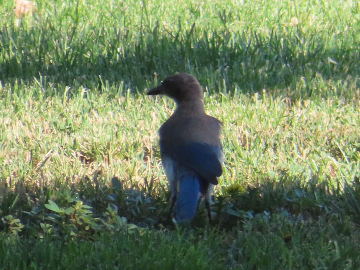 California Scrub-Jay - ML466903211