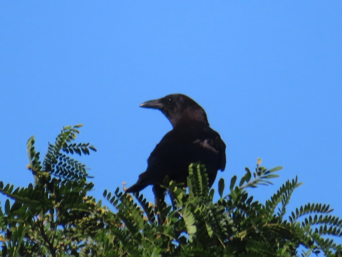 American Crow - ML466903251