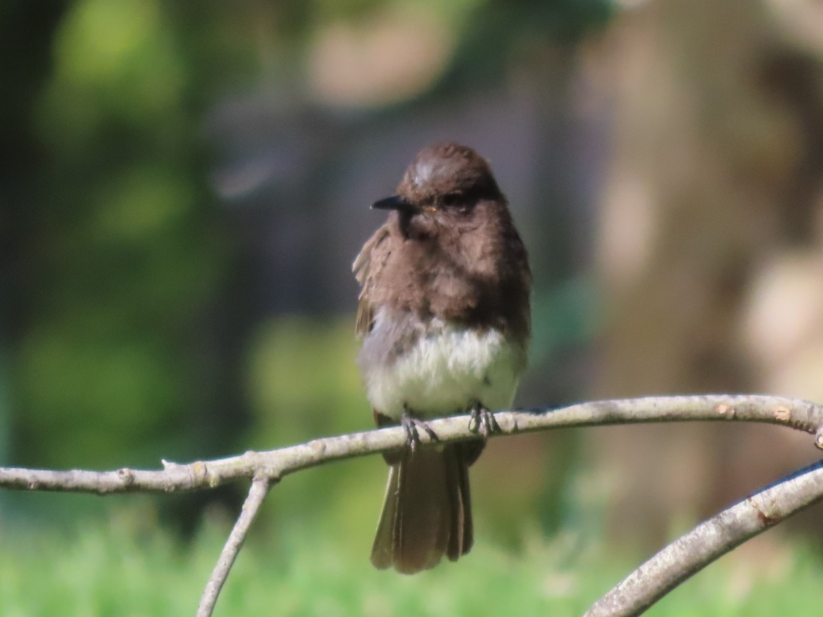 Black Phoebe - ML466903311