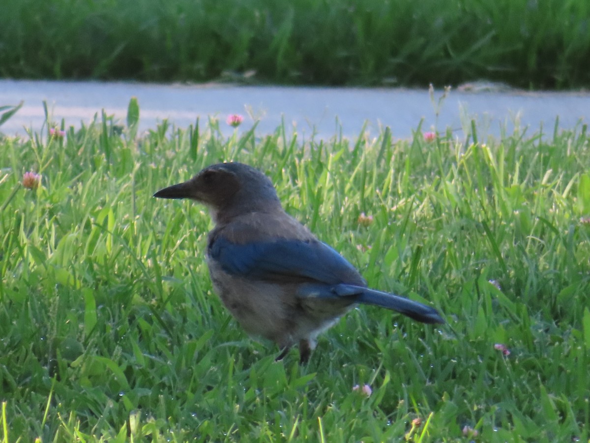 California Scrub-Jay - ML466903411
