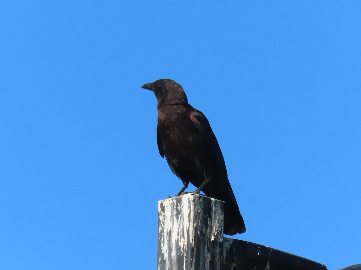 American Crow - ML466903461