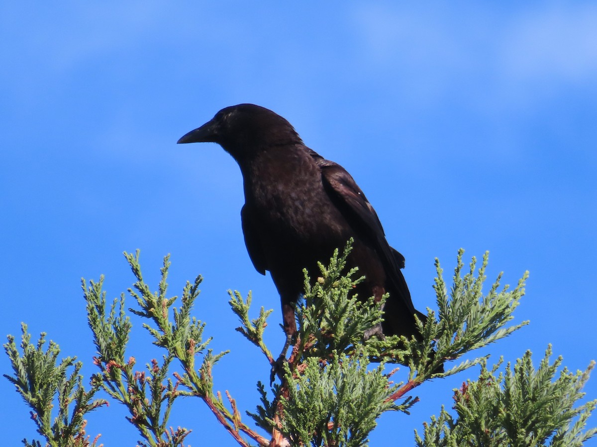 American Crow - ML466903661
