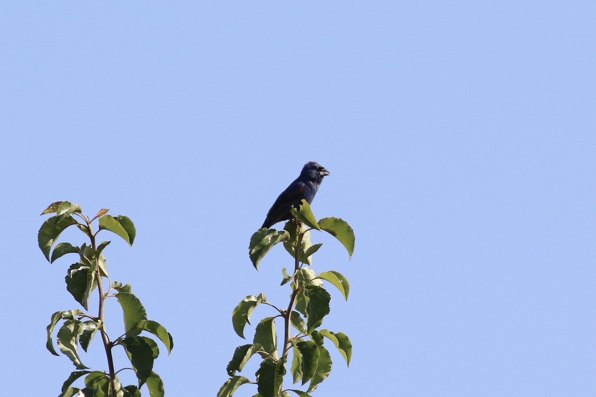 Blue Grosbeak - ML466904331