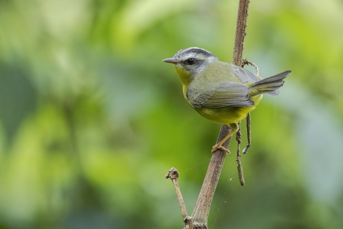 Golden-crowned Warbler - ML466905141