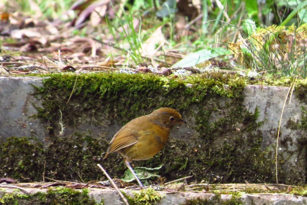 Panao Antpitta - ML466906721