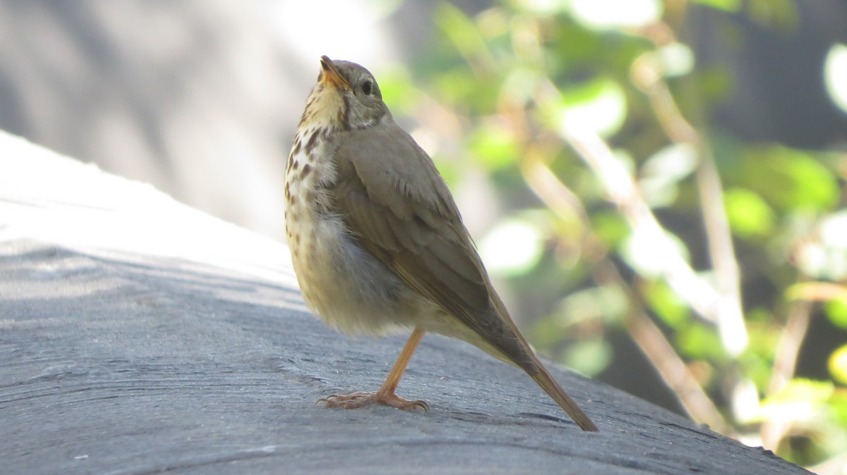 Hermit Thrush - ML466907171