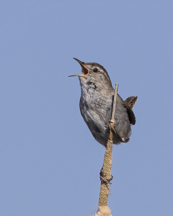 Marsh Wren - ML466907881