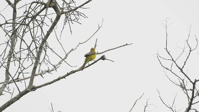 Bar-winged Oriole - ML466911551