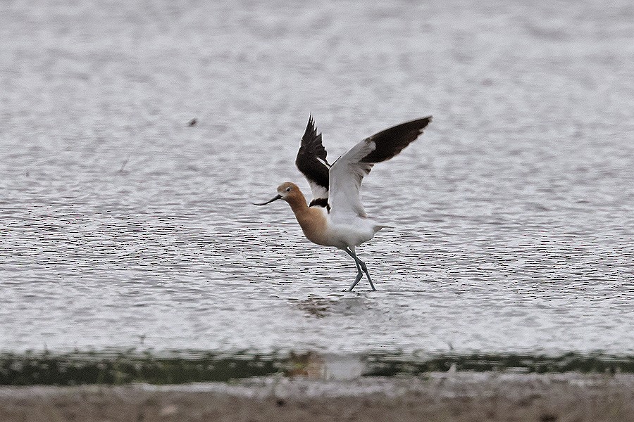 Avocette d'Amérique - ML466913751