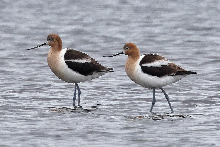 Avocette d'Amérique - ML466913761