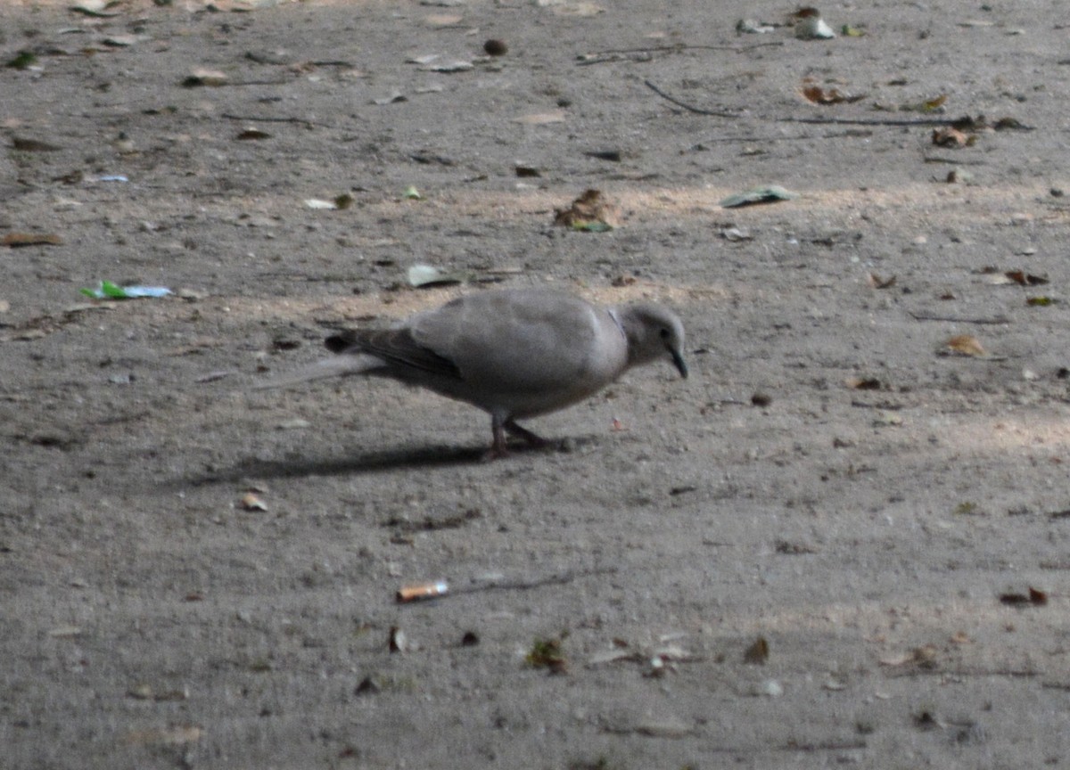 Eurasian Collared-Dove - ML466913891