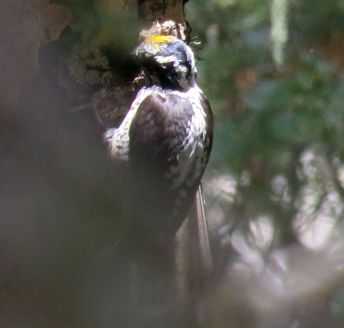 American Three-toed Woodpecker (Rocky Mts.) - ML466913911