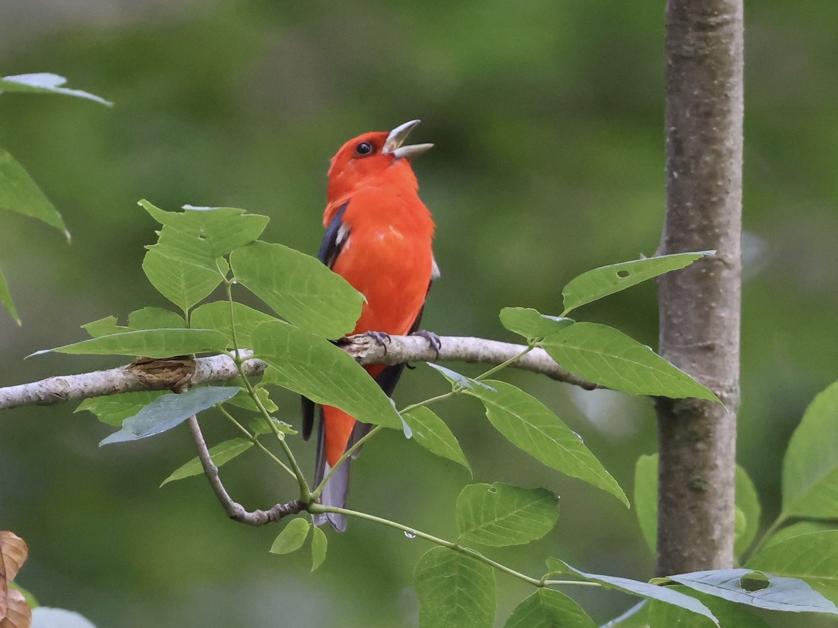 Scarlet Tanager - ML466915171