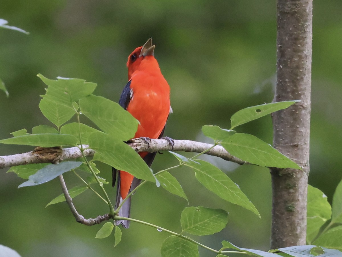 Scarlet Tanager - ML466915181