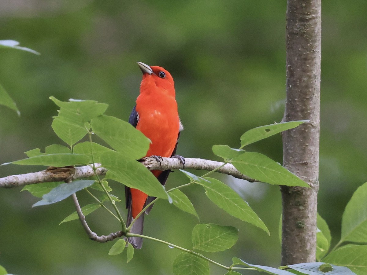 Scarlet Tanager - ML466915191