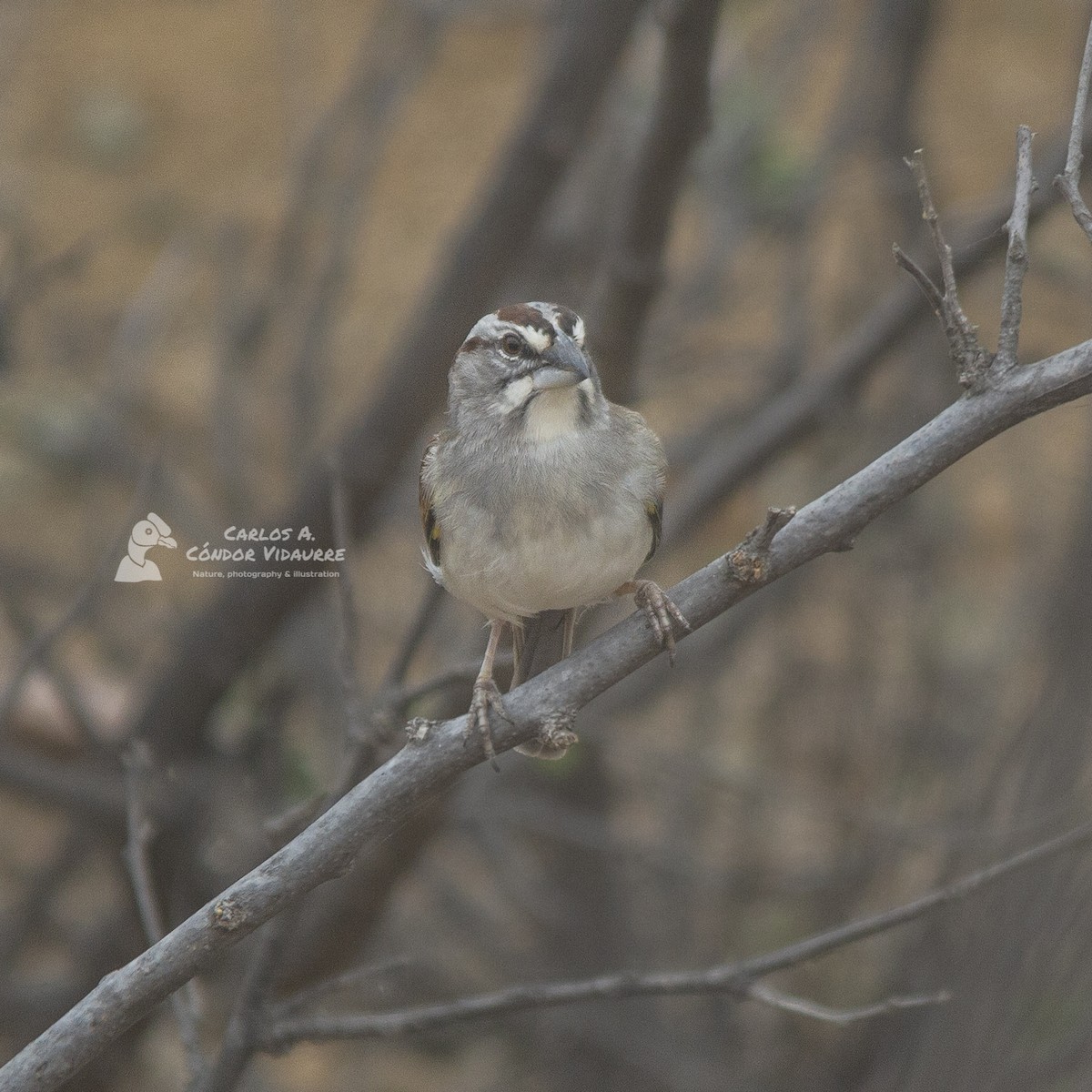 Tumbes Sparrow - ML466916831