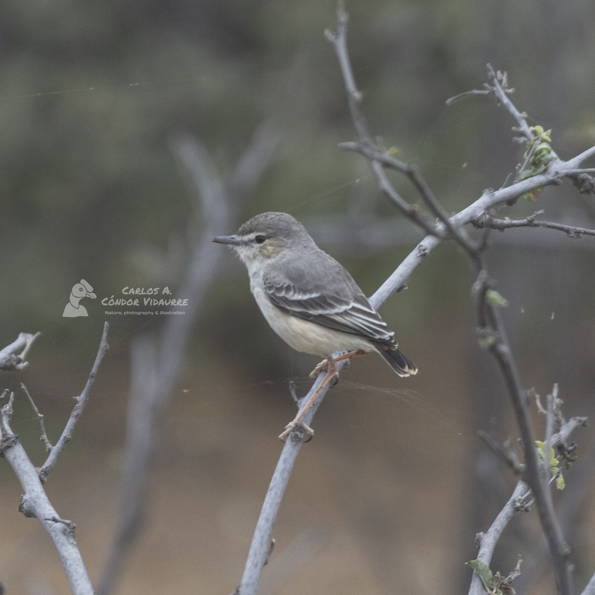 Short-tailed Field Tyrant - ML466916961