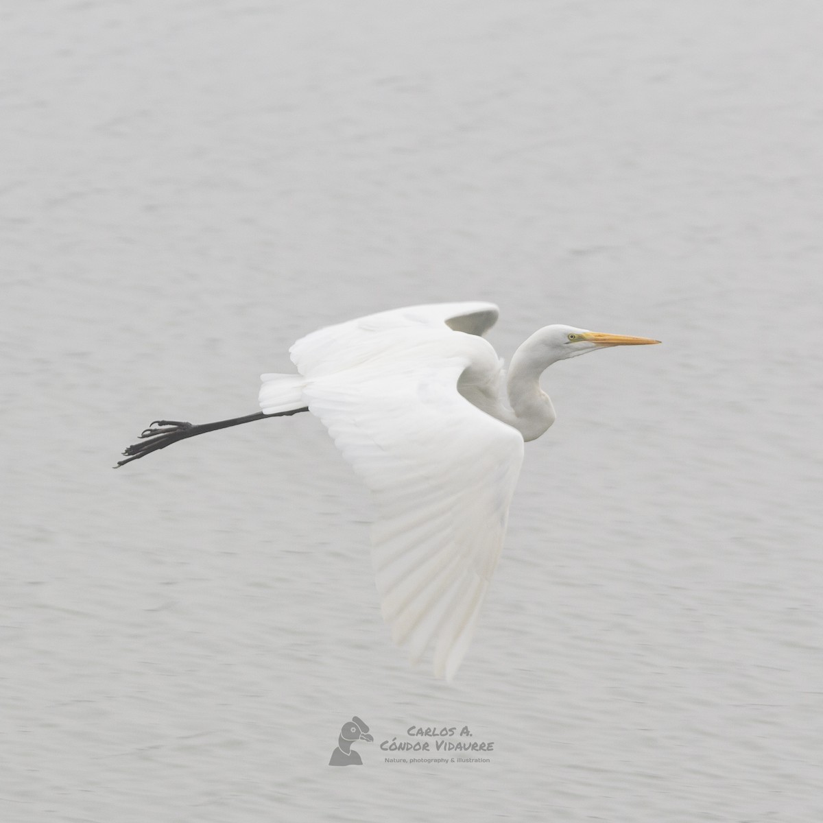 Great Egret - ML466917071