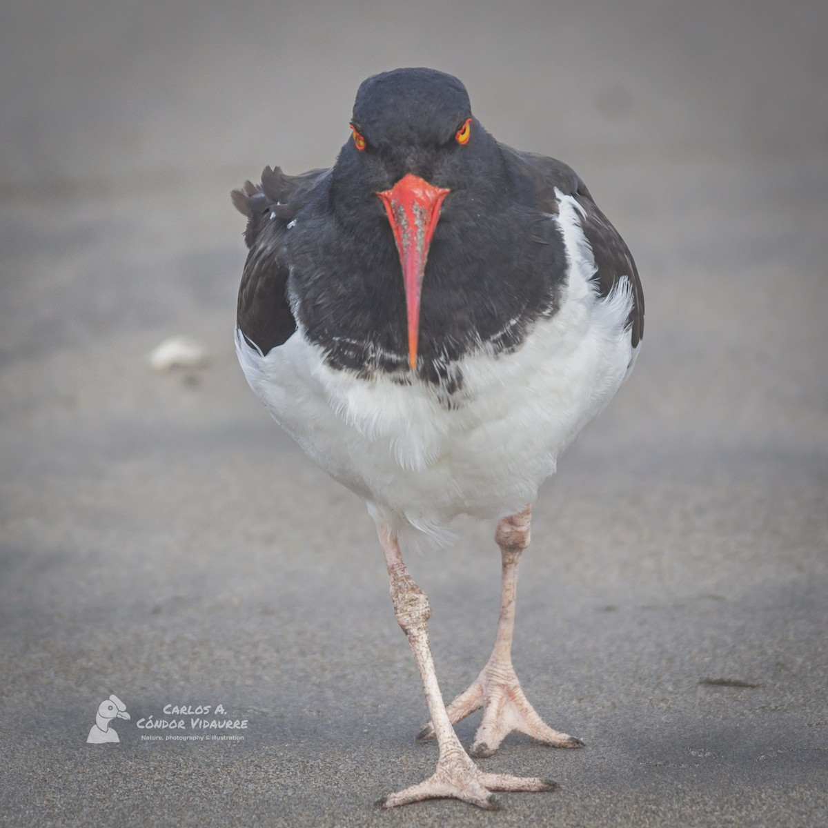 American Oystercatcher - ML466917521