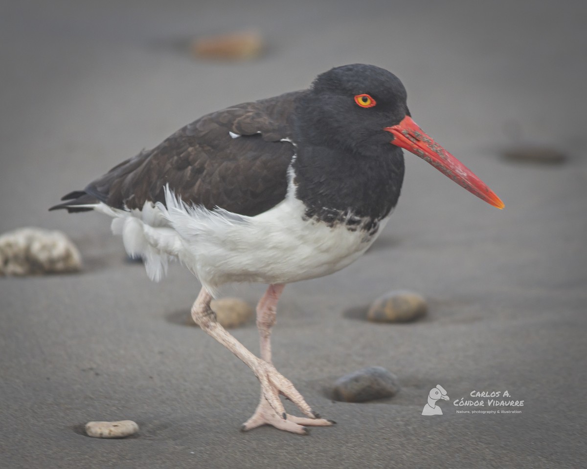 American Oystercatcher - ML466917531