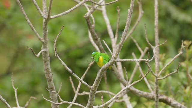 Blue-crowned Chlorophonia - ML466918271