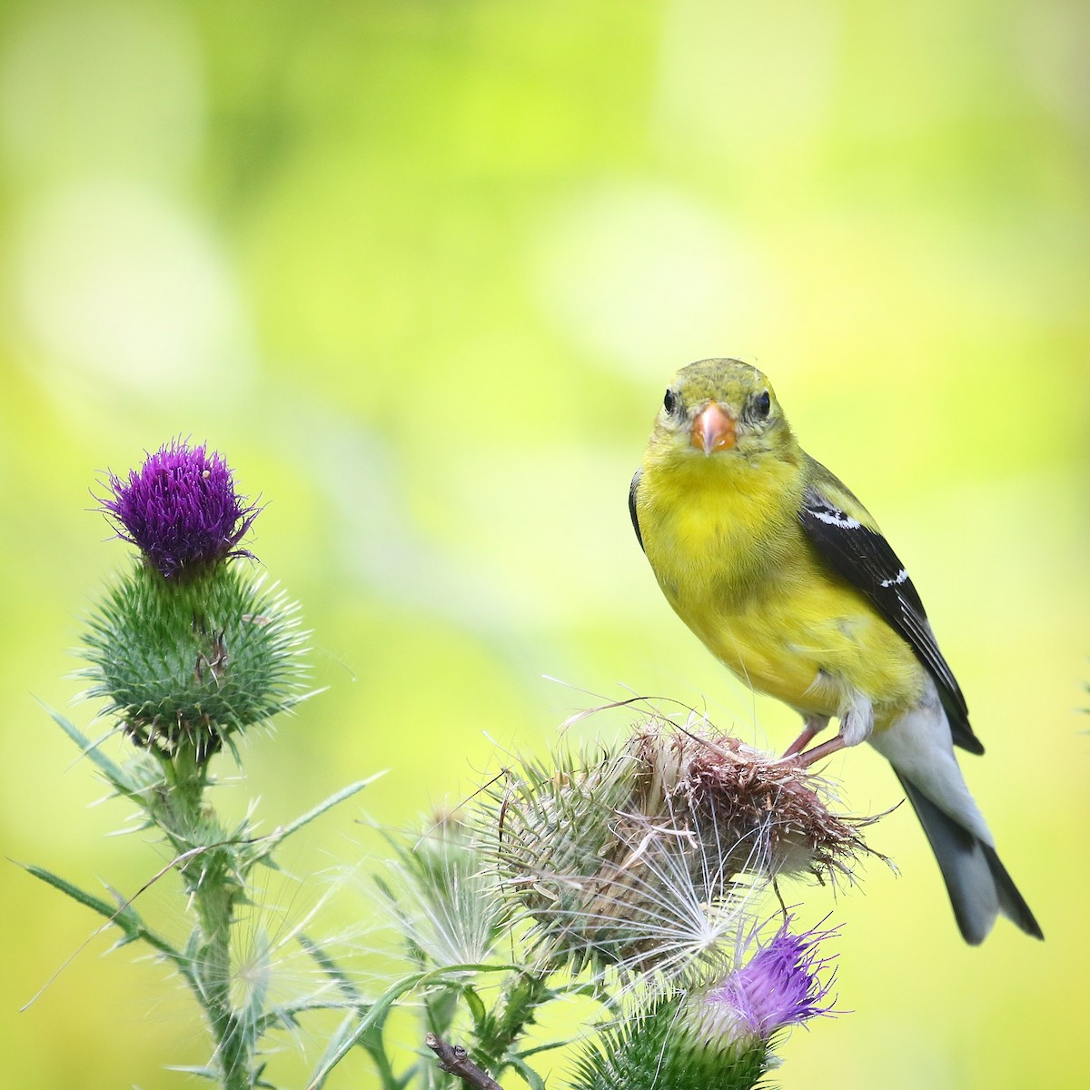 American Goldfinch - ML466920301