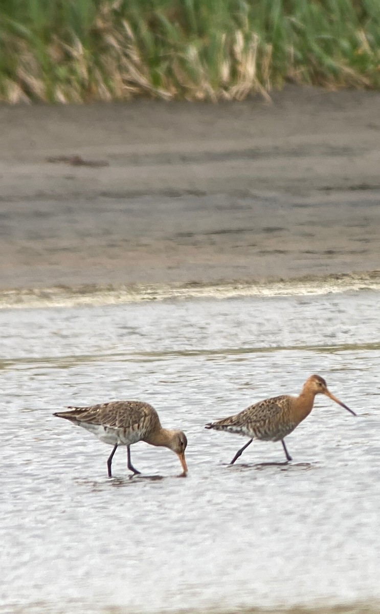 Black-tailed Godwit - ML466921301