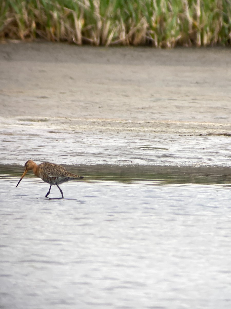 Black-tailed Godwit - ML466921321